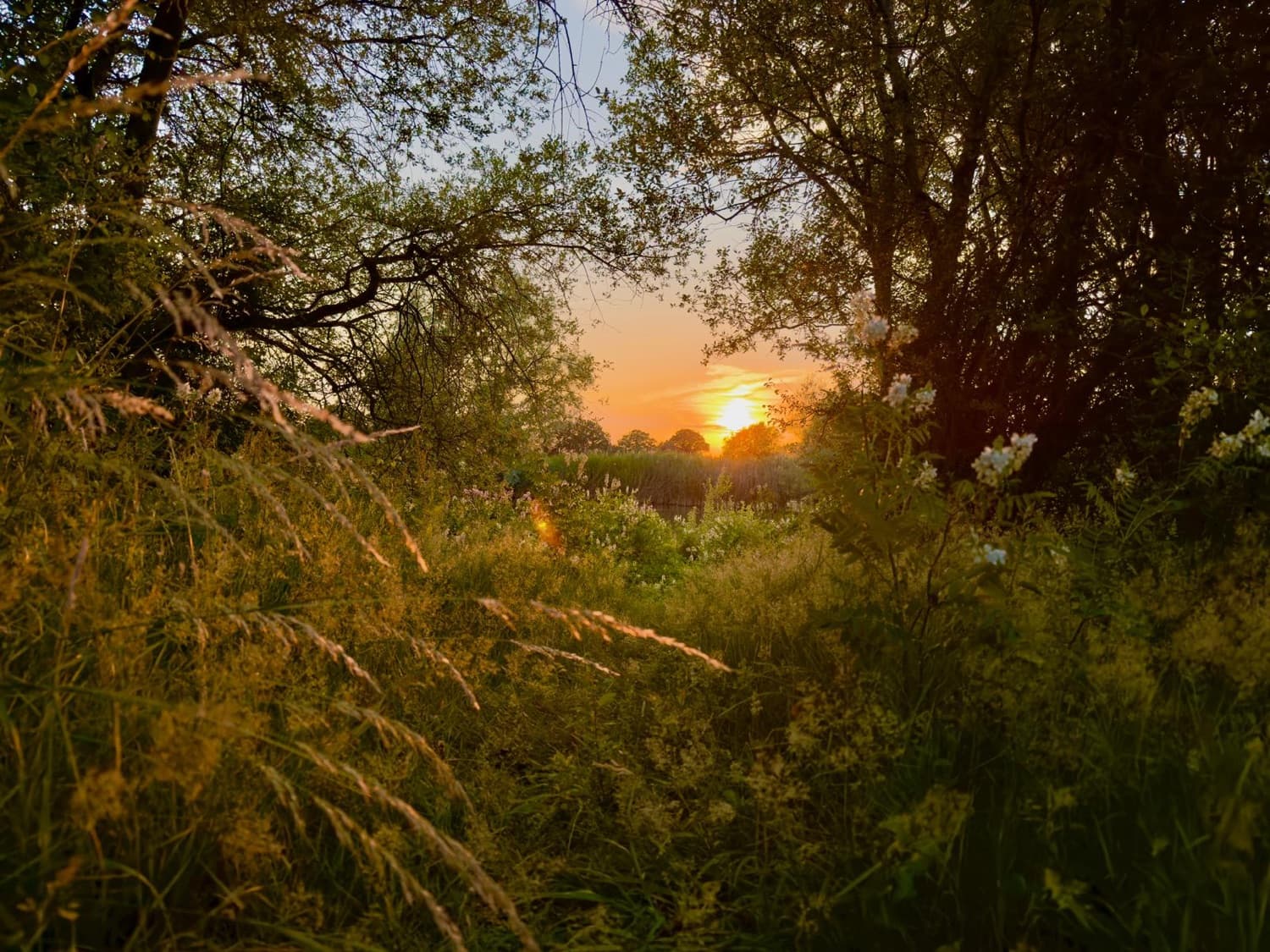 Golden light over a wild meadow at sunset
